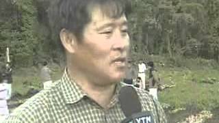 줄기배양 씨감자로 감자 생산2004 제주