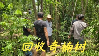 【老林赶野】網友都怕種了奇楠樹沒人回收，老林帶大家看看從收樹到加工成品