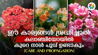 Kalanchoe plant caring and propagation/കലാഞ്ചിയ പരിപാലനം | Chinju Joseph #kalanchoes #kalanchoeplant