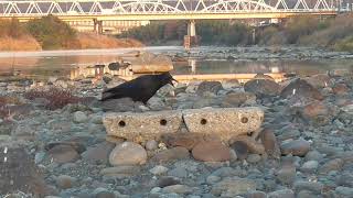 M0278　大分川　カシコ（ハシボソガラス）Oita River　KASHIKO (Wild Carrion Crow)