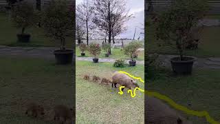 Capybara mother and her baby capybaras walking in line.