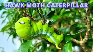 Oleander Hawk Moth Caterpillar | Sphingidae