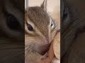 全力でやる気の無さを体現するシマリスまめた funniest chipmunk video shorts