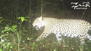 60 Second Science: Protecting Jaguar Connectivity in Belize