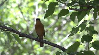 The electrifying songs of the White-browed Robin-Chat