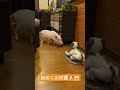 ドルジ🐶とウーブ🐷初対面🫂 aibo アイボ マイクロブタ micropig