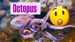 🐙 Octopus - wildlife documentary 😨 # interesting # Quick Support