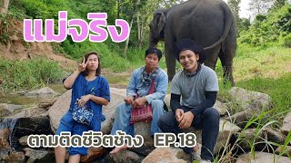 ตามติดชีวิตช้าง EP.18 แม่จริง