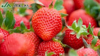 いちご観光農園　～熊本あしきた　いちごの森～