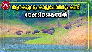 Thekkady | Kerala Tourism | ആനകൂട്ടവും കാട്ടുപോത്തും കണ്ട് തേക്കടി തടാകത്തിൽ