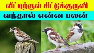 சிட்டுக்குருவி வீட்டுக்கு வந்தால் என்ன பலன்| Lucky Pets for Home | Indian Astrology predictions