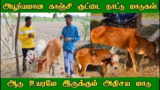 அபூர்வமான காஞ்சி குட்டை நாட்டு மாடு | குட்டை ரக மாடுகளின் பயன்கள் | kanchi kuttai nattu madu