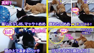 ＜2匹の猫通信＞「ほっこりライブ」猫じゃらしVSマックめめ！戯れたがりめめ…結局けりぐるみケリケリする！2020 12 07 Cat Live Stream in Japan -Cat Life TV