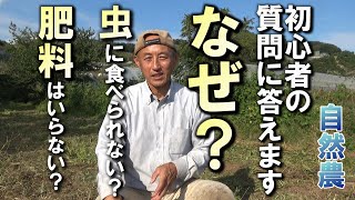 【自然農】なぜ？肥料が無くても育つ？虫に食べられない？自然農初心者の質問に答えます 2024年11月5日【natural farming】