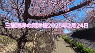 三浦海岸の河津桜　2025年2月24日の開花状況