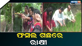 ପବିତ୍ର ରକ୍ଷା ବନ୍ଧନ ଉତ୍ସବକୁ ନେଇ ଗାଁଠୁ ସହର ଉତ୍ସବ ମୁଖର