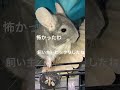 体重測定中に雷が鳴って迅速に避難するチンチラ＃chinchilla＃チンチラ＃shorts