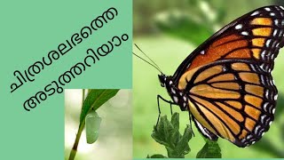 ചിത്രശലഭം ഒരു പ്രാണിയാണോ ?ചിത്രശലഭത്തിന്റെ ജീവിത ചക്രം എങ്ങനെ?