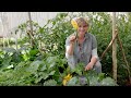 How to Grow Courgettes