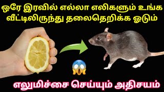 எலி தொல்லையா? இனி ஜென்மத்துக்கும் வீட்டு பக்கம் வராது|rat tips|eli thollai|kitchen tips tamil #tips