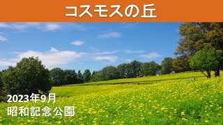 コスモスの丘「昭和記念公園」2023