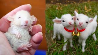 Cute Baby Animals s Compilation | Funny and Cute Moment of the Animals #25 - Cut