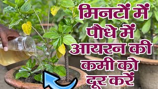 मिनटों में पौधे में आयरन की कमी को दूर करें || Iron Deficiency in Plants Organic Treatment