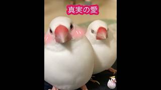 離れてみて初めて気づく真実の愛💓 #animal #可愛い小鳥 #bird #かわいい #pet #真実の愛