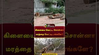 கிளையை வெட்ட சொன்னா மரத்தை வெட்டிடாங்களே? | #Mayiladuthurai | #tree | #shorts