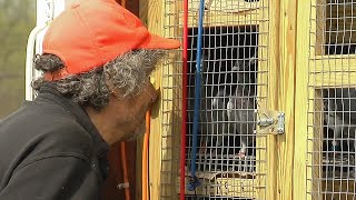 Pigeon Racing: Meet the characters behind this unique sport