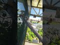 Pigeons, Doves, and Finches birds perching on Ladder at Carlsbad Flower Fields California (4/4/2023)