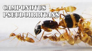 Ants Camponotus pseudoirritans | Mrówki Azjatyckie z Chin