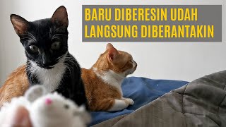 Beberes Rumah Rutin Ama Kucing - Malah Diberantakin