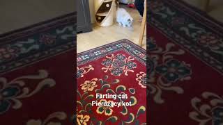 farting cat, pierdzący kot #cute #ragdoll #cat