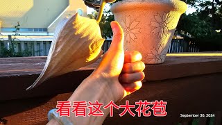 Sophie's Garden 看看这个大花苞/多肉/大犀角 Stapelia gigantea