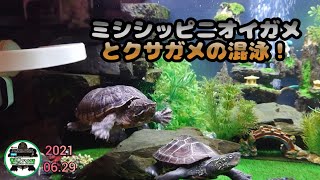 【ミシシッピニオイガメ】ミシシッピニオイガメとクサガメの混泳