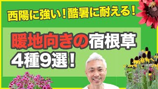 西陽に強い！酷暑に耐える！暖地向きの宿根草4種9選