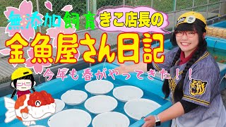 【金魚】【らんちゅう】きこ店長の金魚屋さん日記🌸初回 第1話🌸春本番‼︎卵爆産祭りじゃ‼︎