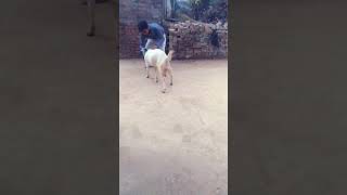 goat vs man