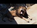 lion－kamine（かみね動物園2019－9）