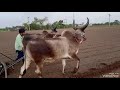 આ બળદની હાલની કિંમત છે હો.. farming viral video agriculture trending subscribe animals