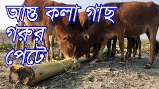 আস্ত কলা গাছ গরুর পেটে। Cows graze a total banana tree.