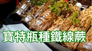 用寶特瓶種鐵線蕨