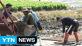 봄기운 완연한 들녘...'모내기' 준비 한창 / YTN