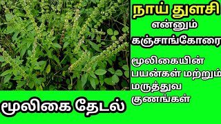 நாய்துளசி என்கிற கஞ்சாங்கோரை மூலிகையின் பயன்கள் மற்றும் மருத்துவ குணங்கள் | இயற்கை கொசு விரட்டி |