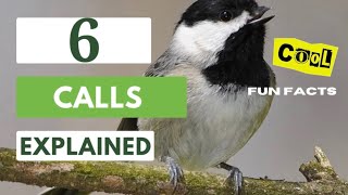 6 Calls And Songs Explained || Carolina Chickadee 🐦🎼