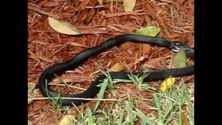 Snake Eating Itself