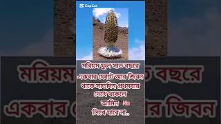 #সাত বছরে একবার ফোটে আর জীবন থাকে সাতদিন #মরিয়ম ফুল#foryou #subscribe #subcribemychaneel #plzplz🙏