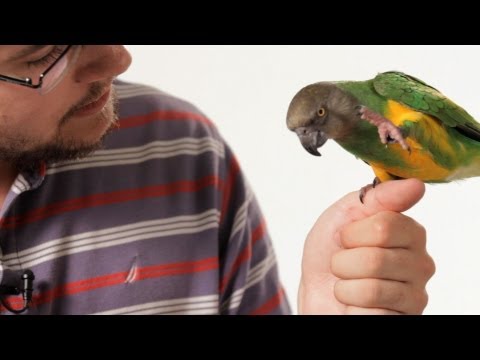 How to Teach Your Parrot to Talk | Parrot Training How to Teach Your Parrot to Talk | Parrot Training