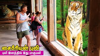 சைபீரியன் புலி - இது புலி இனத்தில் ஒரு பாகுபலி | AMAZING THINGS ABOUT SIBERIAN TIGER